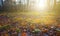 closeup forest glade in light of evening sun