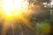 Closeup forest glade in a light of sparkle morning sun