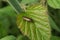 Closeup on a forest or lesser cockroach, Ectobius sylvestris sitting on a green leaf