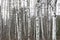 Closeup of a forest of many birch trees