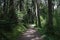 Closeup of a forest path and trees, idyllic nature