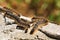 Closeup of forest tent caterpillars crawling over cement