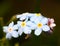 Closeup forget-me-nots flower. Macro of blue flower