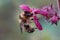 Closeup of a fork-tailed flower bee, Anthophora furcata hanging