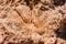 Closeup of fossilized corals in red rocks, Exmouth Australia.