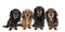 Closeup of four adult bi-colored longhaired  wire-haired Dachshund dogs isolated on a white background