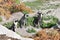 Closeup of four cute Penguins on the beach in BettyÂ´s Bay near Cape Town in South Africa