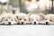 Closeup of four group lovely, cute corgi dog puppies lying