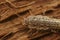 Closeup on the four lines silverfish , Ctenolepisma lineatum sitting on wood