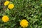 Closeup of four yellow flowers of dandelion