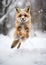 Closeup Fox Jumping Snow Paws Real Life