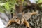 Closeup of Fox Squirrel clinging to tree