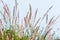 Closeup of fox tail flower of the genus Setaria growing in the oasis in Saudi Arabia