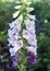 Closeup Foxglove, Digitalis Purpura