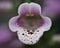 Closeup of foxglove flower