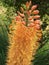 Closeup Foxtail Lily Flower