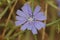 Closeup on a fragile blue colored flower of wild cichory, Cichorium intybus , in the mediterranean