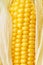 Closeup fragment of ripe ear of corn