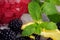 Closeup of fragrant, green leaves of mint, sippy slices of lemon, blackberries and a glass of juice on a colorful