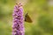 Closeup of Fragrant orchid Gymnadenia conopsea ssp. densiflora