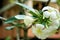 Closeup frangipani flower with raindrops on leaves. Tropical plants