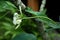 Closeup frangipani flower with raindrops on leaves. Tropical plants