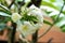 Closeup frangipani flower with raindrops on leaves. Tropical plants