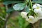 Closeup frangipani flower with raindrops on leaves. Tropical plants