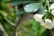 Closeup frangipani flower with raindrops on leaves. Tropical plants