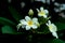 Closeup Frangipani flowers with green leaves on blurred bokeh background. White Plumeria flower bloom in the garden. Tropical