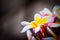 Closeup of frangipani, Lantom, plumeria flower