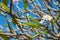 Closeup frangipani tree
