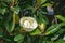 Closeup of a Fraser Magnolia Tree Flower