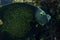 Closeup of a French Angelfish feeding in the Caribbean Sea