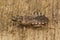 Closeup of a French Assasin bug , Coranus griseus  in the Gard region