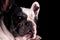 Closeup of a french bulldog head