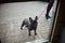 Closeup of a French bulldog on a red leash standing on cobblestone street