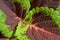 Closeup French Quarter Coleus Plectranthus  Scutellariodes