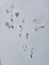 Closeup of fresh animal tracks in snow