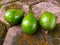 Closeup fresh avocado falling from the tree