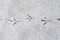 Closeup of fresh bird tracks in the snow