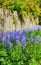 Closeup of fresh blue bell growing in a green garden in spring with a wooden fence background. Purple flowers blooming