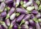 Closeup of fresh brinjal, eggplant