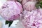 Closeup fresh bunch of pink peonies, peony flowers. Card, for wedding