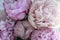 Closeup fresh bunch of pink peonies, peony flowers. Card, for wedding