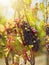 Closeup of a fresh bunch of red and green grapes hanging on a plant in a vineyard. Growing fruit and produce on a wine