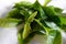 Closeup of Fresh Ceylon Tea Leaves and Tips
