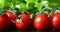 Closeup of fresh cherry tomato with water drops and green lettuce in background. Dolly shot