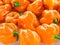 Closeup of fresh chillies Habanero Orange