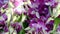 Closeup of Fresh Colorful Orchid Flowers on Thai Local Market